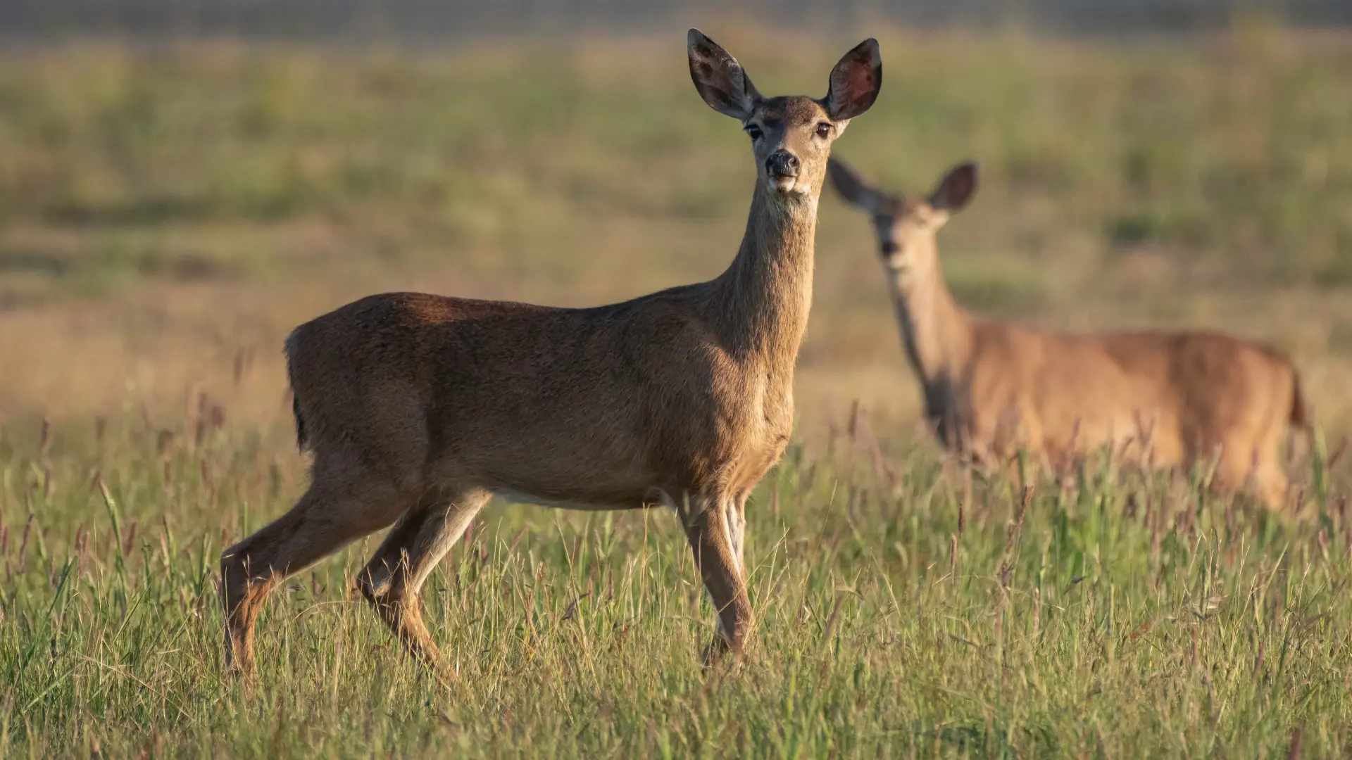 Wildlife Corridors: Balancing Infrastructure and Nature